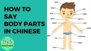 298 How to Say Body Parts in Chinese