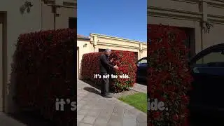 В самых сложных условиях Photinia Robusta &mdash; ваш лучший выбор