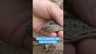 How to identify the sex of a snake