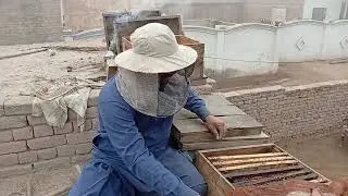 Bee box me feed Karne ka tareka,💐🌺🐝 بی🐝 بکس میں خوراک دینے کا طریقہ ،🌻🌼🌺