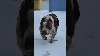 Yeti 😈 #americanbully #xlbully