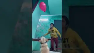 Cute Labrador dog playing with balloon🎈❤️ #labrador #dog #adorabledog #funny