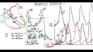 pacemaker Potentials/ Cardiac Rhythmicity/ sympathetic and parasympathetic stimulation