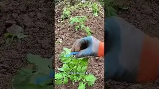 Tomato Yield Boost: Secrets to Growing More Tomatoes #growtomatoes, #tomatotips, #highyieldgarden