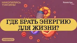 Митохондрии, еда и тренировки: где найти энергию для жизни?
