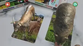 [CurioTV] Who's taller? Let's compare the size of animals with Curio Safari AR💜