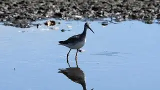 Greater Yellow legs at Piper Spit