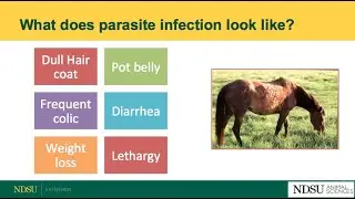 Horse Parasite Management - NDSU Extension Horse Management Webinar Series