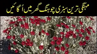 How To Grow Chong Vegetable Chongan Caralluma Fimbriata