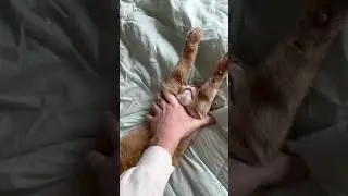 Reminder To Stretch Your 🐱