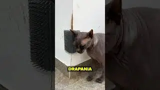 Łyse Koty Mają To Do Siebie&hellip;😅🙀