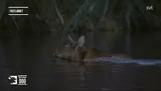 Första simmarna i Den stora älgvandringen 2022 /The first swimmers in the great moose migration 2022