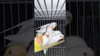 beautiful Birds #redeyes #shortvideo #ytshort
