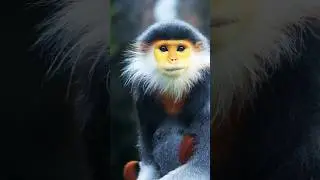 The Mystery of the Yellow-Faced Monkey