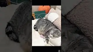 Emotional Cats: The Meaning Behind Cat Tears