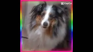 Mon chien le petit petit bosse !