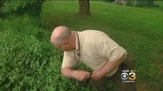 Battle Of Invasive Species Being Waged In NJ: Weevil vs. Vine