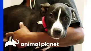 A Dog’s Fight For Life