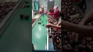 bismillah proses checking salaak export ke singapura