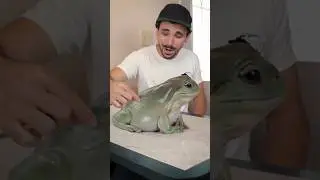 Biggest frog in the world #viral #biggest #shorts