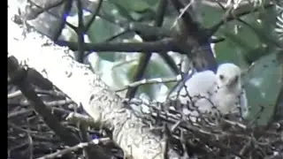 SPARROWHAWK Nest Highlights