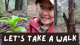 A Relaxing Walk in Vermont Woods | April 2023 Foraging and Harvesting
