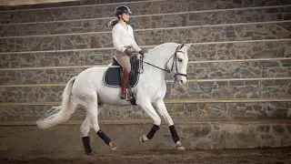 Horse for Sale |  Piro Free Lusitano Mare - ideal for amateur riders (REF#384)