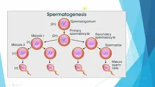 Spermatogeneza