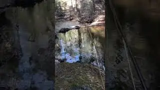 Wild Trout Bobber Down (Native Brook Trout Eat on Fly Rod)