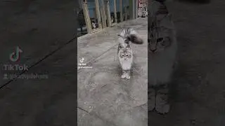 Beautiful Silver Maine Coon 