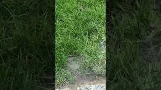 How To STOP Water From Flooding Your Yard Or Foundation