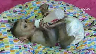 Tiny Baby Donal Hungry Milk At Night