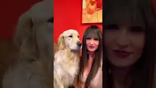 Kissing is always a good idea #short  #goldenretriever #dog #kiss #funnyshorts