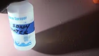 Spray and Kill Ants In The Kitchen With Liquid Hand Soap And Water !!