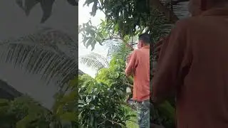 suwasana sore mikat tekukur sambil nungguin buka puasa mantap poin 2kuk