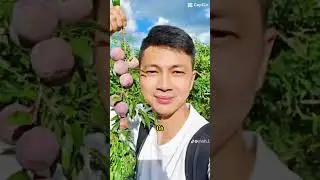 Team chị h&agrave; sam nha