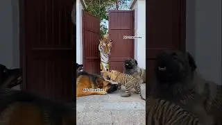 #viral #video #trending #goosebumps #adventures #fire #love #new #youtubeshorts #tiger #animals #pet