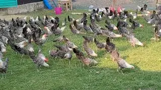 fawmi mugri New viral video gram Bangla #shortvideos