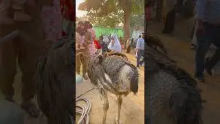 Karachi Zoo , Animals Adventure Karachi Zoo, Zoo Garden 2026, New Zoo Garden #short #shorts ostrich