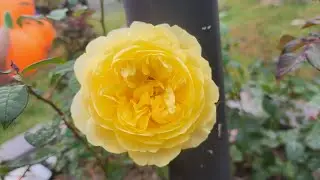 fall garden flowers review DA poet's wife moms double easy orange 秋天的花儿黄紫色菊花诗人妻子橘色月季