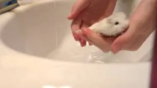 How to bathe a hamster