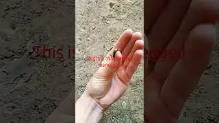 A quite painful ring legged earwig #viral #fyp #ytshorts #bug #pain #subscribe