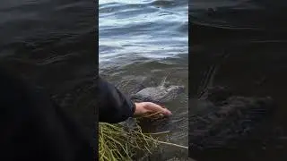 #relax #fishing #rekkkkkk #лящ #fedeer