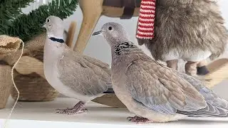 Petdoves Ellis and Skippy having fun in the studio (First time for Ellis in the studio) Vlog