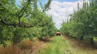 Front Disc Mowing in 100yr old Apple Trees