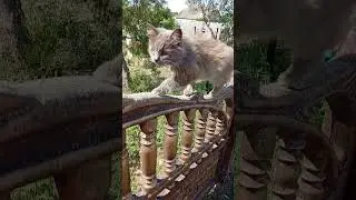 Феерия. Ближние мусорки 