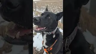Take a Short Prairie Adventure Walk with Me 🌾🐶 | 8-Minute ASMR Grass Sounds