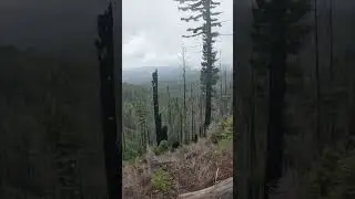 Foggy Forest Hike