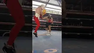 Japanese Boxer at ARQ Sports