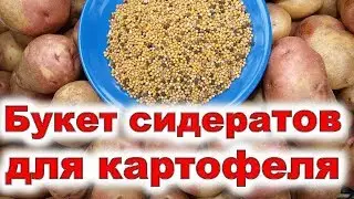 Букет сидератов для картофеля: горчица, масличная редька, вика. Лучшая смесь зеленых удобрений